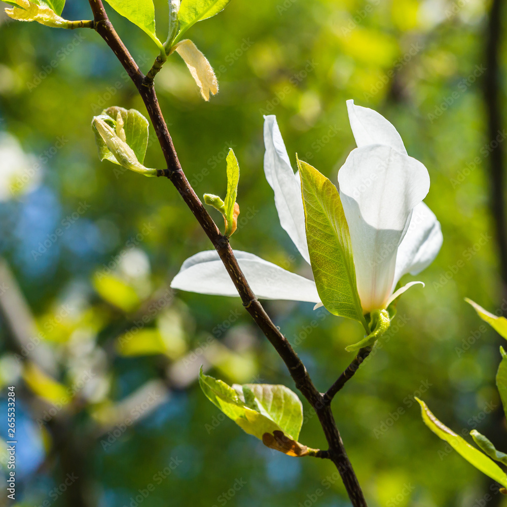 Obraz premium Magnolia flower close up