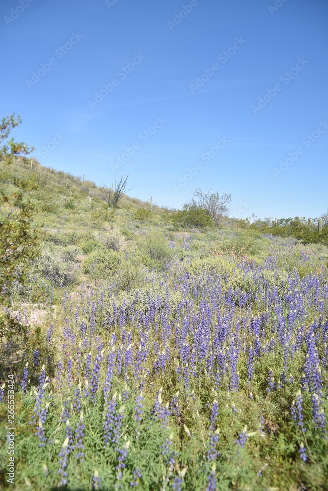 Arizona springtime bloom and green grasses Arizona springtime bloom and green grasses