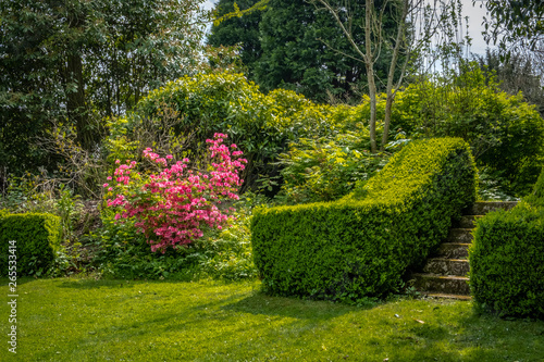 steps and trimmed hedge in small garden 1