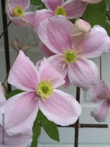 Clematis Bl  ten