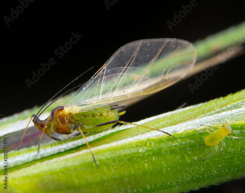 Green aphid with transparent wings and little aphid beside