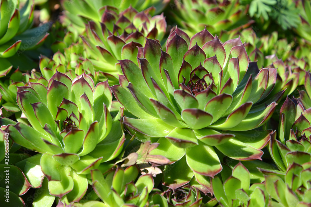 Threshed roofing (Sempervivum tectorum L.), close up Threshed roofing (Sempervivum tectorum L.), close up