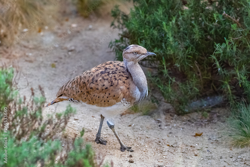 Macqueen's Bustard, Chlamydotis macqueenii, bird walking, portrait Macqueen's Bustard, Chlamydotis macqueenii, bird walking, portrait