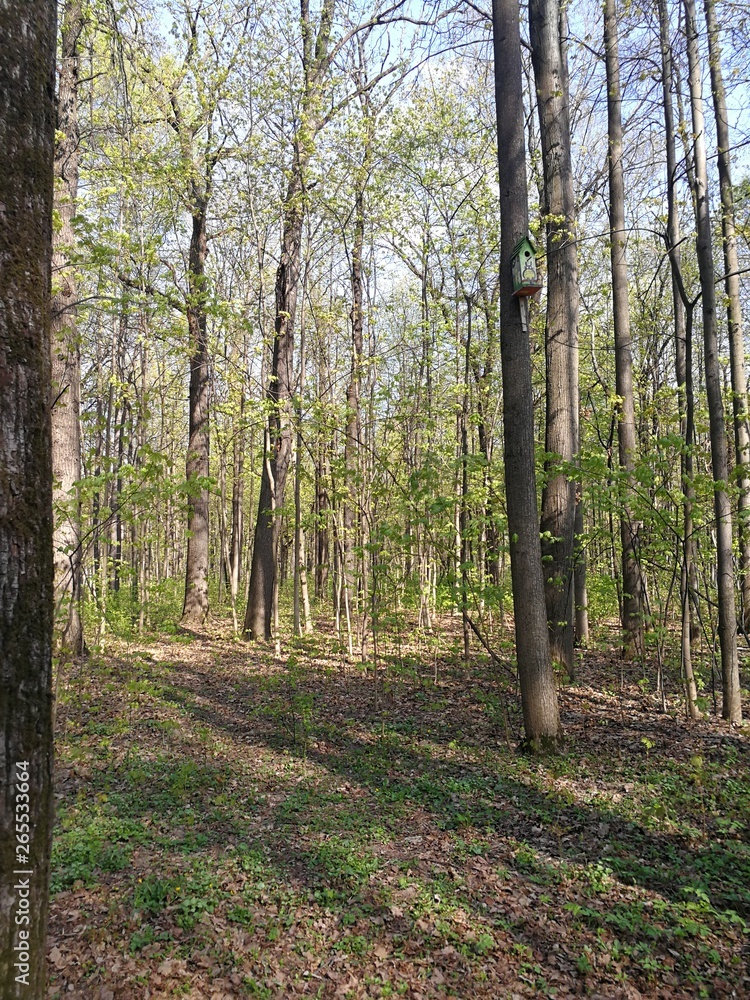 Spring Forest. Park ENEA. Day Spring Forest. Park ENEA. Day
