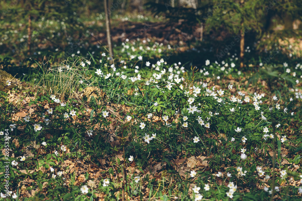 Obraz premium snowdrops in the spring forest