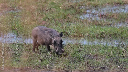 Warthog searching for food in grass landscape of Caprivi Strip Namibia close to Okanvango River photo