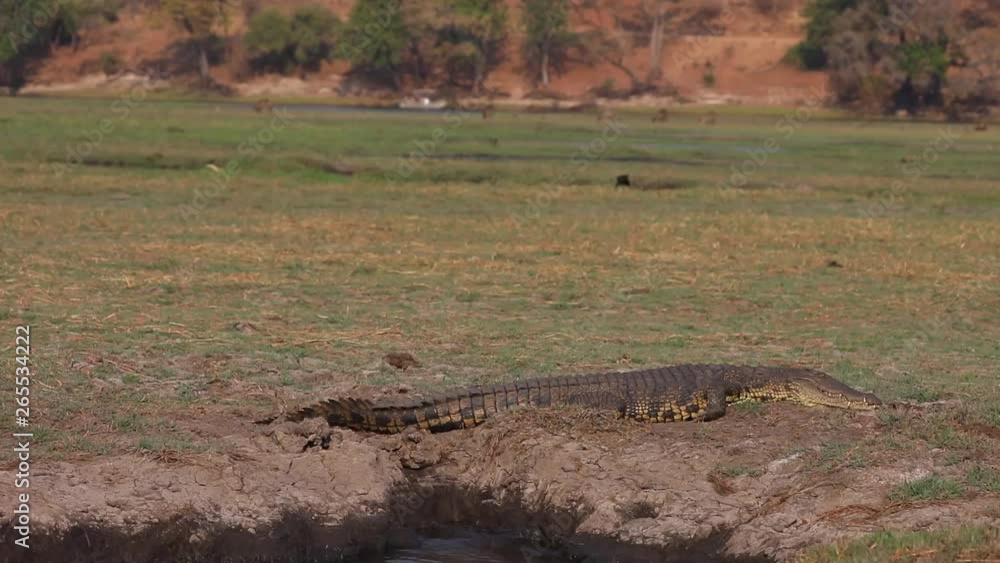Nile Crocodile bathing in sun along Chobe River in Botswana Nile Crocodile bathing in sun along Chobe River in Botswana