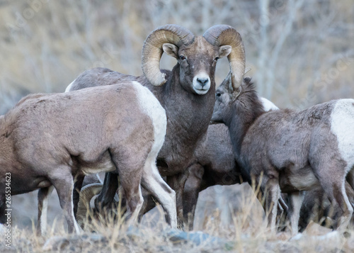 Wild Colorado Rocky Mountain Bighorn Sheep
