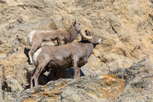 Wild Colorado Rocky Mountain Bighorn Sheep