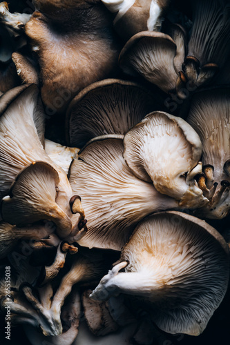 Close up of oyster mushrooms