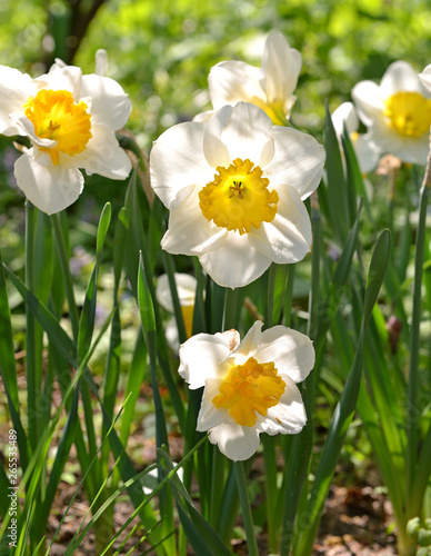 Narcissus "Sound", spring perennial plants of Amaryllidaceae (amaryllis) family