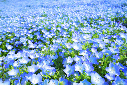 Nemophila, Hitachi sea side park, Ibaraki ,Japan photo