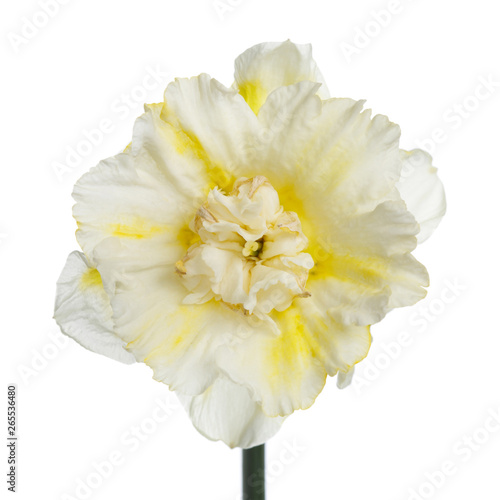 Fototapeta Naklejka Na Ścianę i Meble -  Flower of white yellow speckled narcissus isolated on white background.