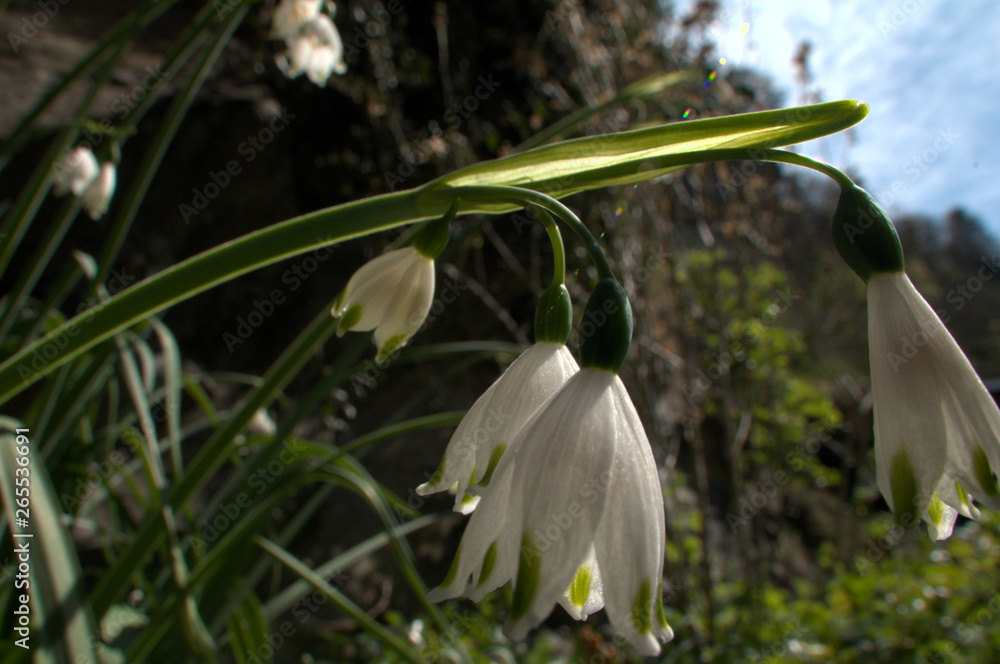 Fototapeta premium Leucojum vernum; spring snowflakes flowering in Spring cottage garden, Swiss village of Berschis