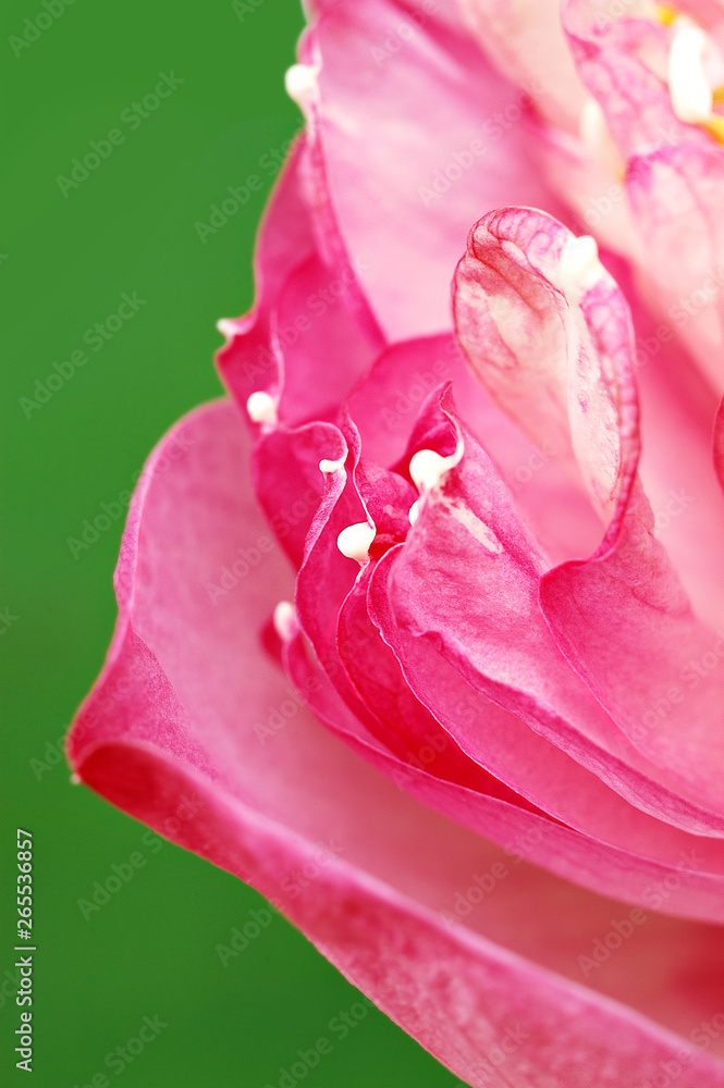 Pink royal lotus with a view to the side petals. Pink royal lotus with a view to the side petals.
