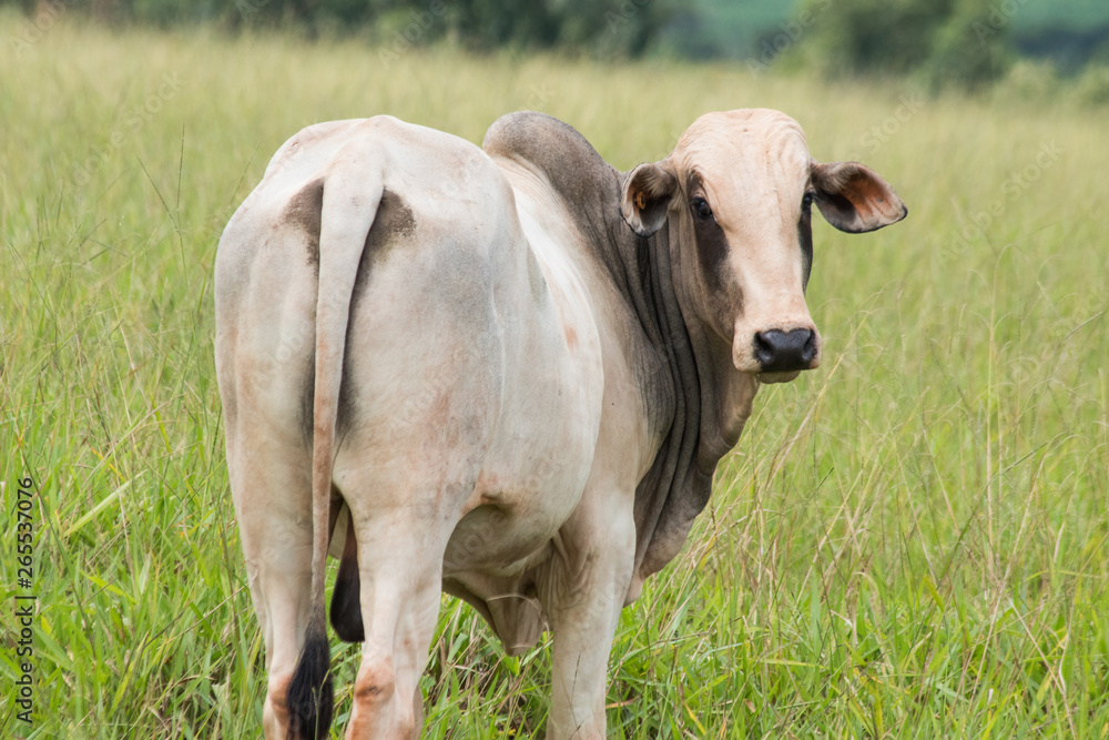 Nelore Cattle Nelore Cattle