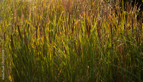 The leaves of grass with a late afternoon llght coming through