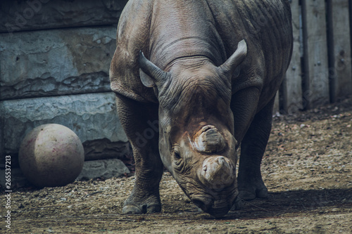 rhino in the mud