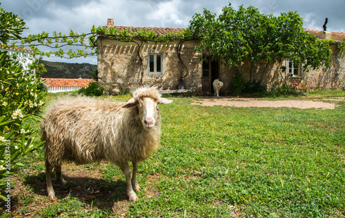 La pecora dello stazzo 3 photo