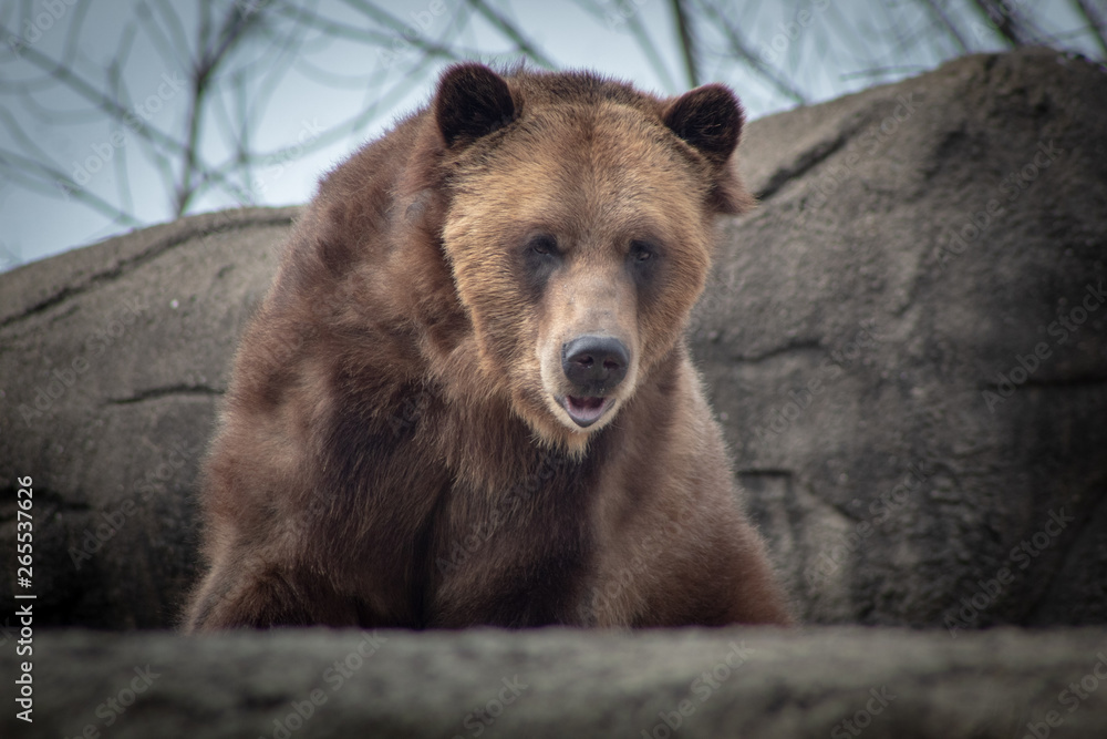 Fototapeta premium portrait of a brown bear