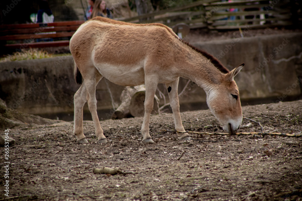 deer in the zoo