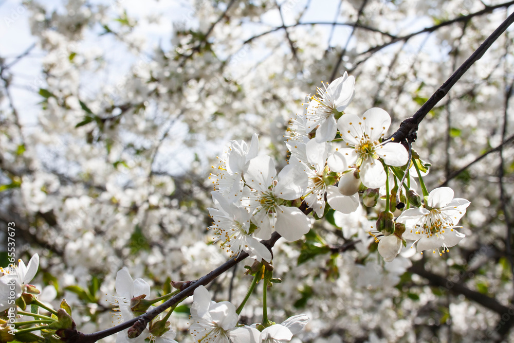 Branches of cherries covered with white flowers Branches of cherries covered with white flowers