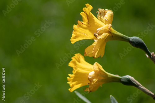 yellow flower on green background of leaves