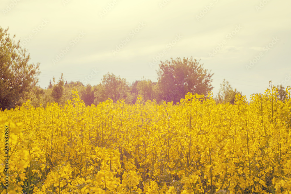 rapeseed field near big city rapeseed field near big city