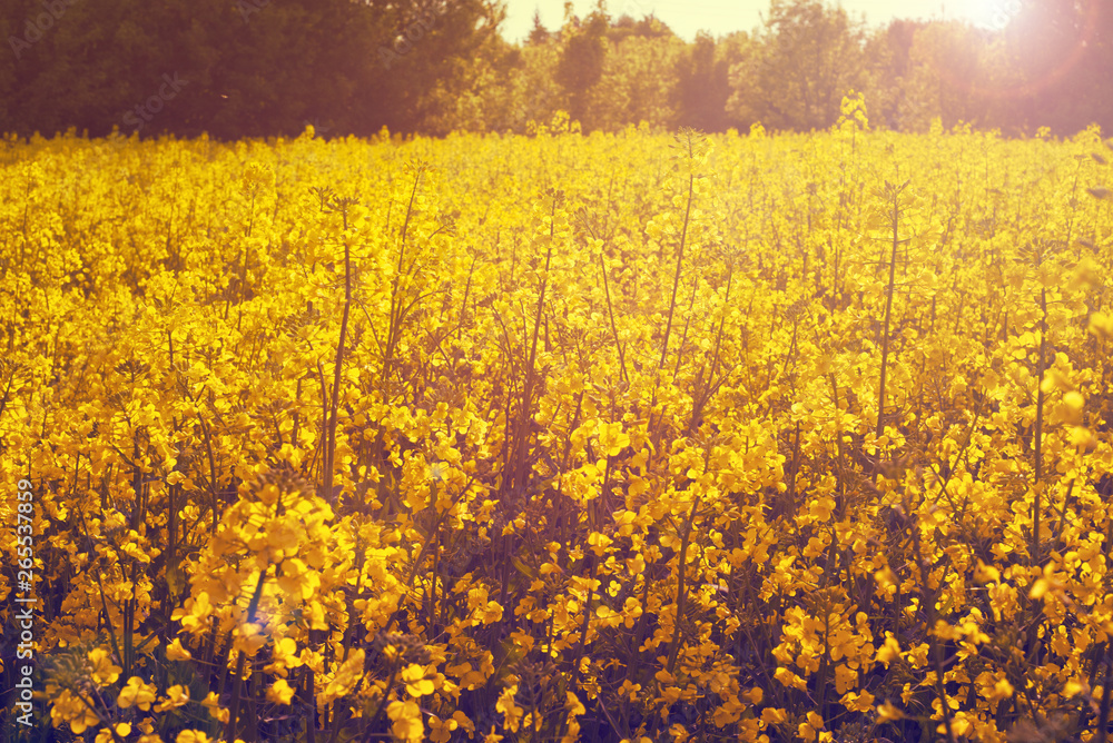 Obraz premium rapeseed field near big city