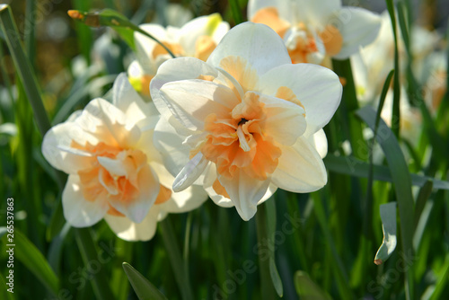 фотографія Double-flowered Narcissus Flower Parade, spring perennial plants of Amaryllidace