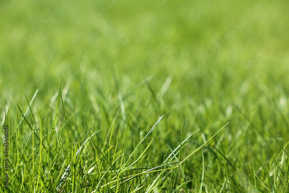 Fresh green grass in sunlight, selective focus. Bright spring nature background, sunny meadow texture Fresh green grass in sunlight, selective focus. Bright spring nature background, sunny meadow texture