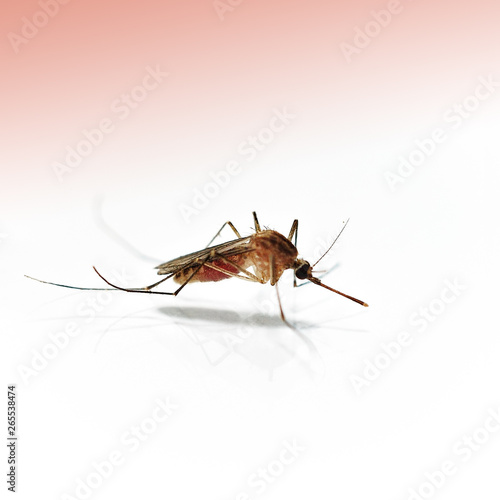 Mosquito dangerous villain destroys lives, Tone background © Montrey