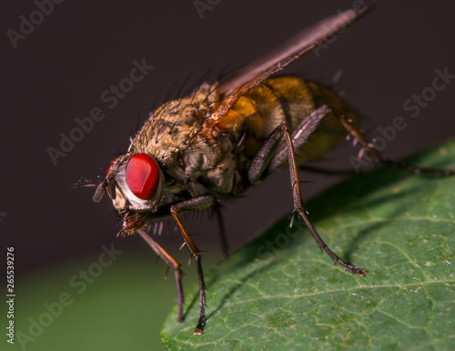 Fly on a leaf - great detail of face, compound eye, and thorax