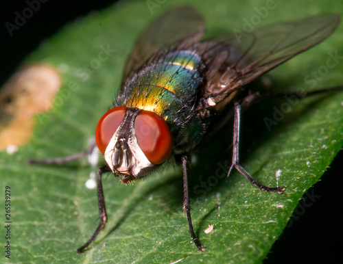 Fly on a leaf - great detail of face and compound eyes