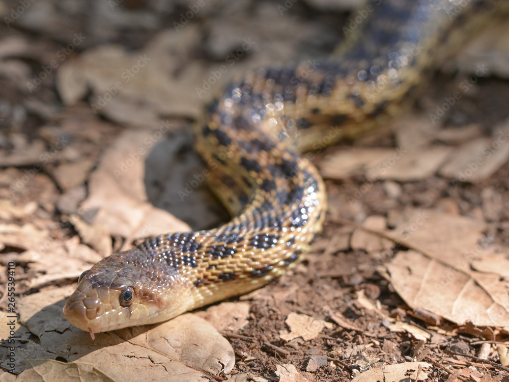Snake species on a hiking trail in Trione-Annadel State Park in Santa Rosa, California - on a sunny spring day Snake species on a hiking trail in Trione-Annadel State Park in Santa Rosa, California - on a sunny spring day