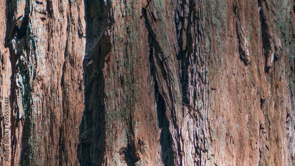 Obraz premium Closeup detail of bark of giant redwood in Armstrong Redwoods State Natural Reserve - Sonoma County, California