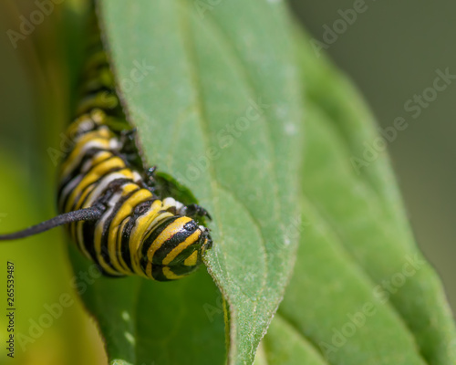 Closeup macro of monarch caterpillar snacking on milkweed leaves - in Minnesota © natmacstock