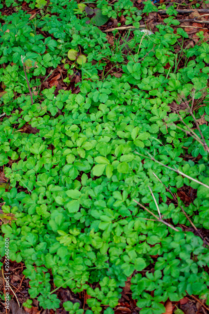Green leaves of small plants in the park Green leaves of small plants in the park