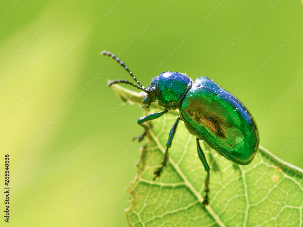 Naklejka premium I believe this is a dogbane beetle - on a green leaf with a smooth green background / bokeh - taken in Theodore Wirth Park in Minnesota