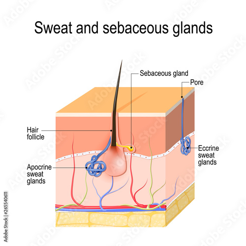 Sweat glands (apocrine, eccrine) and sebaceous gland. Cross section of the Human skin with hair follicle, blood vessels and glands. photo