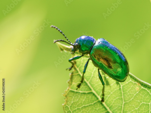 I believe this is a dogbane beetle - on a green leaf with a smooth green background / bokeh - taken in Theodore Wirth Park in Minnesota