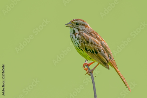 Sparrow species perched at the tip of a twig with smooth green background / bokeh - in Minnesota