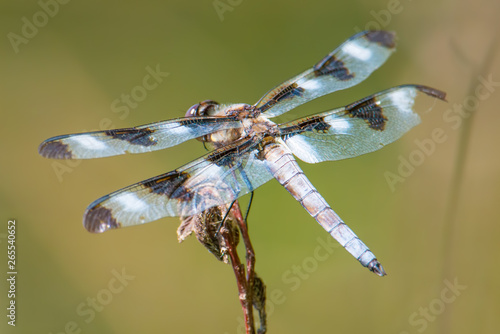 Wings and backside of a skimmer dragonfly - perched between hunting trips on a twig with a beautiful green background - taken in Governor Knowles State Forest in Northern Wisconsin photo