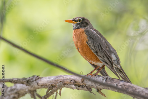 American robin portrait perched on a tree branch - beautiful sunlit blurry green bokeh background - Wood Lake Nature Center in Minnesota