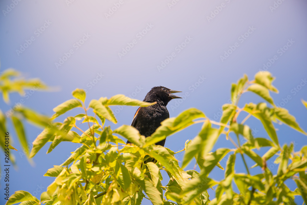Red-winged blackbird on a tree calling in the summer sun - Theodore Wirth Park in Minneapolis, Minnesota Red-winged blackbird on a tree calling in the summer sun - Theodore Wirth Park in Minneapolis, Minnesota