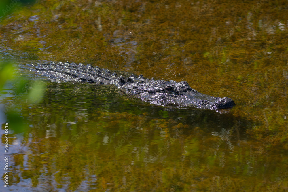 Alligator swimming in shallow water at Merritt Island Florida
