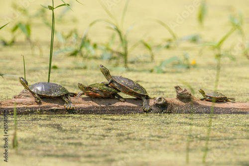 Group of cute painted turtles lined up straight on a log surrounded by water that is soft green with plant seeds and algae - taken in a Minnesota summer