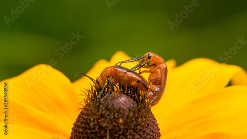 Closeup macro of what I believe are nemognatha blister beetles mating on a sunflower in Theodore Wirth Park in Minnesota photo