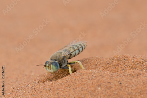 American sand wasp digging sand in the Crex Meadows Wildlife Area in Wisconsin photo