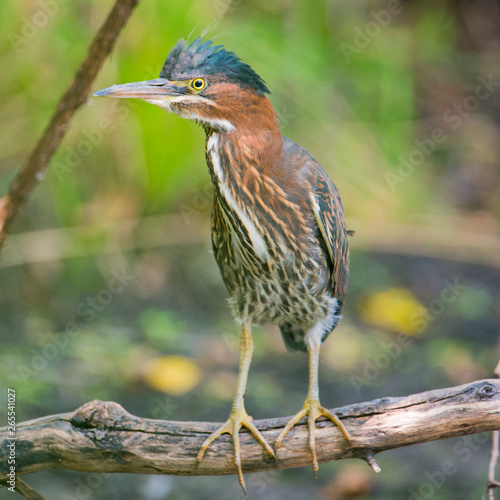 Green heron perched on a fallen tree branch on the lookout - in the Minnesota River floodplain in the Minnesota Valley National Wildlife Refuge